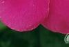 Catharanthus roseus 'Cobra Rose', flowers