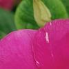 Catharanthus roseus 'Cobra Rose', flowers
