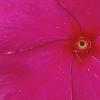 Catharanthus roseus 'Cobra Rose', flowers