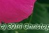 Catharanthus roseus 'Cobra Rose', flowers