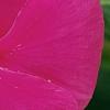 Catharanthus roseus 'Cobra Rose', flowers