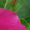 Catharanthus roseus 'Cobra Rose', flowers