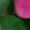 Catharanthus roseus 'Cobra Rose', flowers