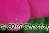 Catharanthus roseus 'Cobra Rose', flowers