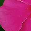 Catharanthus roseus 'Cobra Rose', flowers