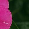 Catharanthus roseus 'Cobra Rose', flowers