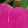 Catharanthus roseus 'Cobra Rose', flowers