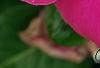 Catharanthus roseus 'Cobra Rose', flowers
