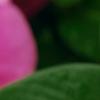 Catharanthus roseus 'Cobra Rose', flowers