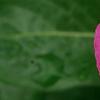 Catharanthus roseus 'Cobra Rose', flowers