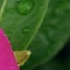 Catharanthus roseus 'Cobra Rose', flowers