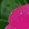 Catharanthus roseus 'Cobra Rose', flowers