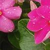 Catharanthus roseus 'Cobra Rose', flowers