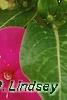 Catharanthus roseus 'Cobra Rose', flowers