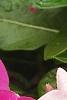 Catharanthus roseus 'Cobra Rose', flowers