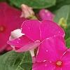 Catharanthus roseus 'Cobra Rose', flowers