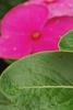 Catharanthus roseus 'Cobra Rose', flowers