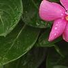 Catharanthus roseus 'Cobra Rose', flowers