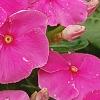 Catharanthus roseus 'Cobra Rose', flowers