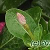 Catharanthus roseus 'Cobra Rose', flowers