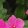 Catharanthus roseus 'Cobra Rose', flowers