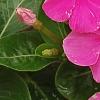Catharanthus roseus 'Cobra Rose', flowers