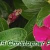 Catharanthus roseus 'Cobra Rose', flowers