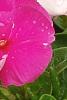 Catharanthus roseus 'Cobra Rose', flowers