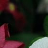 Catharanthus roseus 'Cora Cascade Peach Blush', flowers