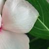 Catharanthus roseus 'Cora Cascade Peach Blush', flowers