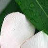 Catharanthus roseus 'Cora Cascade Peach Blush', flowers