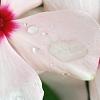 Catharanthus roseus 'Cora Cascade Peach Blush', flowers