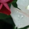 Catharanthus roseus 'Cora Cascade Peach Blush', flowers