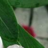 Catharanthus roseus 'Cora Cascade Peach Blush', flowers