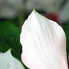 Catharanthus roseus 'Cora Cascade Peach Blush', flowers