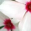 Catharanthus roseus 'Cora Cascade Peach Blush', flowers
