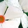 Catharanthus roseus 'Cora Cascade Peach Blush', flowers