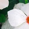 Catharanthus roseus 'Cora Cascade Peach Blush', flowers