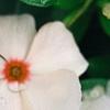 Catharanthus roseus 'Cora Cascade Peach Blush', flowers