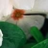 Catharanthus roseus 'Cora Cascade Peach Blush', flowers