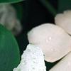 Catharanthus roseus 'Cora Cascade Peach Blush', flowers