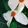 Catharanthus roseus 'Cora Cascade Peach Blush', flowers