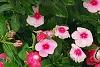 Catharanthus roseus 'Cora Strawberry', habit