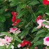 Catharanthus roseus 'Cora Strawberry', habit
