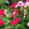 Catharanthus roseus 'Cora Strawberry', habit