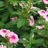 Catharanthus roseus 'Cora Strawberry', habit