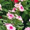Catharanthus roseus 'Cora Strawberry', habit