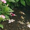 Catharanthus roseus 'Cora Strawberry', habit
