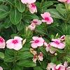 Catharanthus roseus 'Cora Strawberry', habit