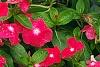 Catharanthus roseus 'Cora Strawberry', habit